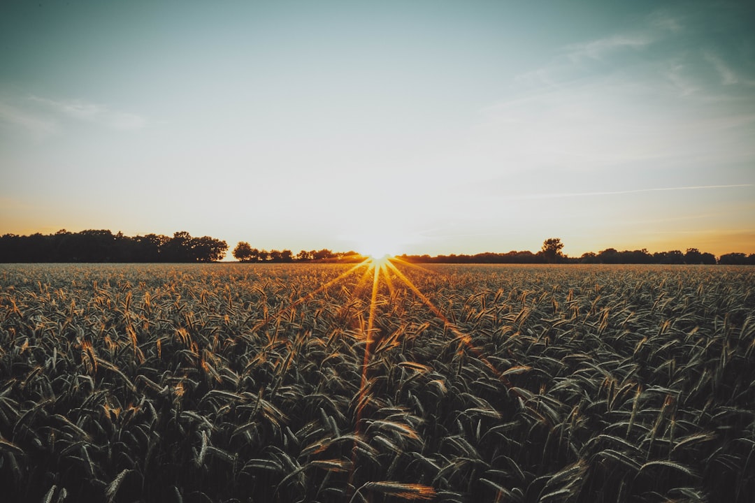 Rural Field