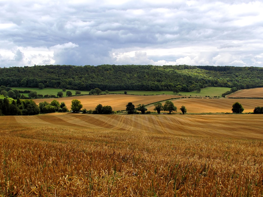 Rural Field